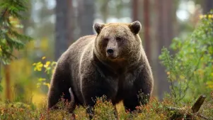 Bear Awareness (OSHA)