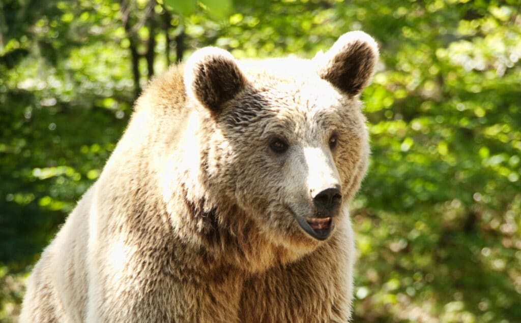 Wilderness and Bear