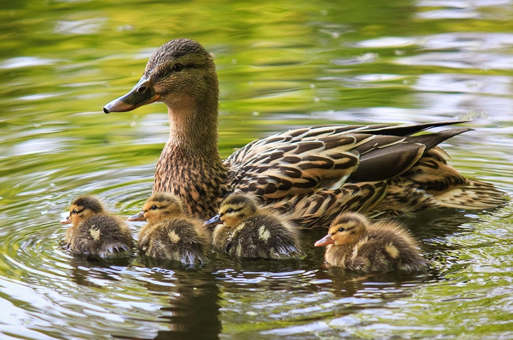 ducks unlimited