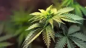 Cannabis & the Workplace: Disclosure and Accommodation