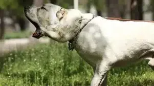 Dog Bite Safety