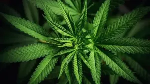Cannabis Awareness (OSHA)