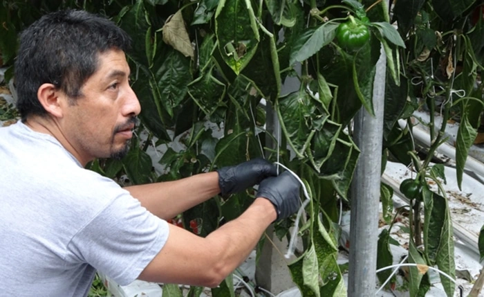 Seasonal Agricultural Workers Health and Safety Orientation