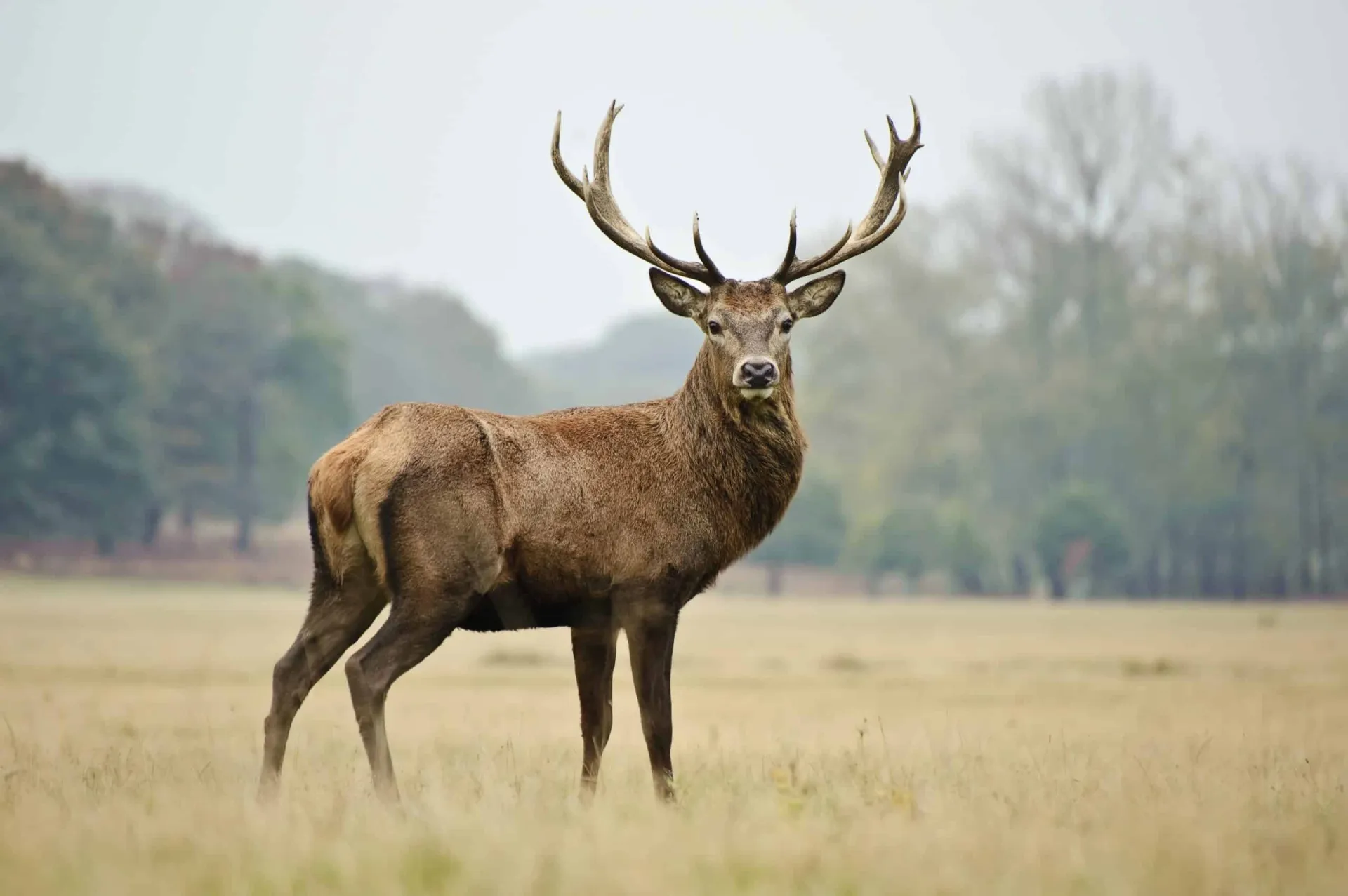 Wilderness Awareness