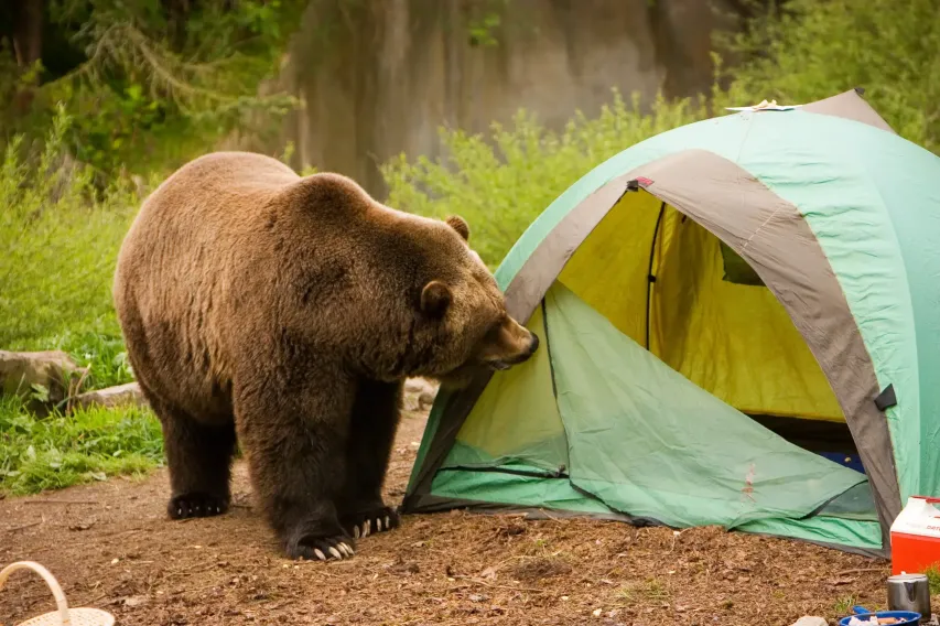 Bear sniffing around a tent in a campsite, reinforcing the importance of bear-proof food storage and wilderness safety.