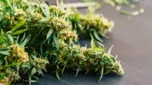 Cannabis & the Workplace: Employer Overview/Rights and Responsibilities