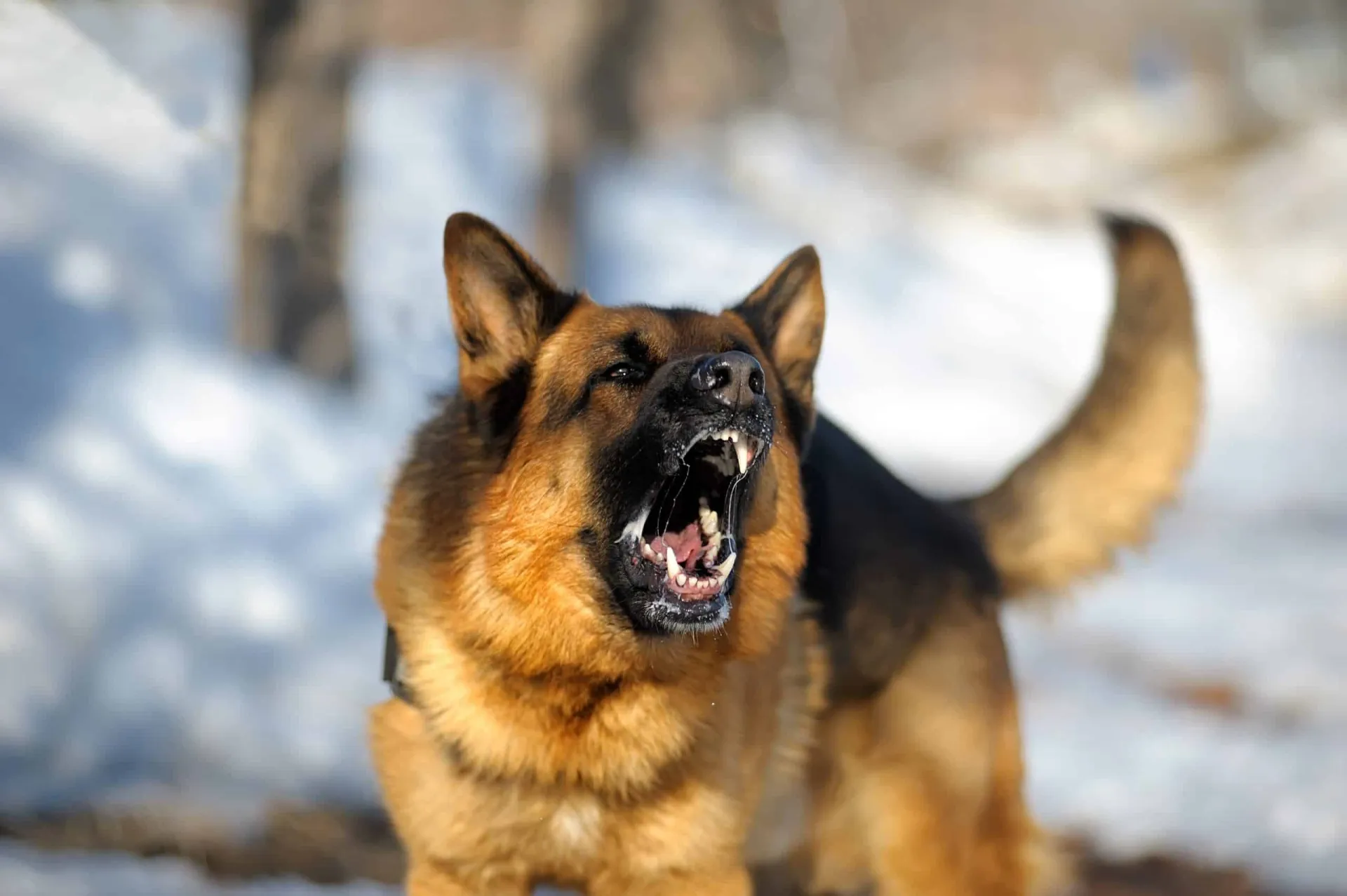 Dog Bite Prevention