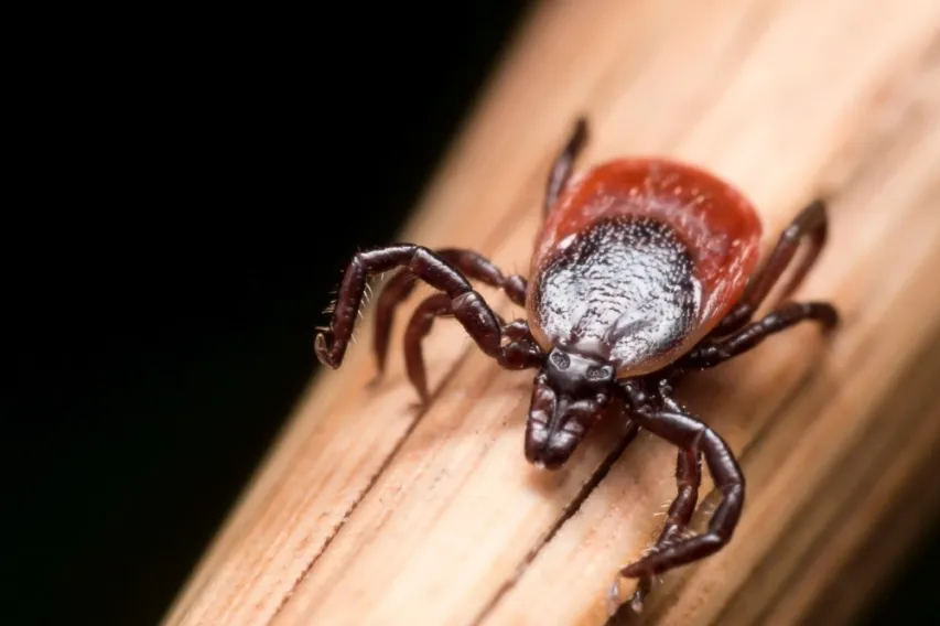 - BIS Safety Software Close-up photo of adult female deer tick crawling on piece of straw