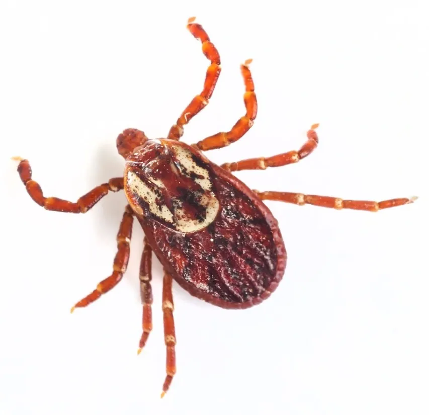 - BIS Safety Software Dog tick close up