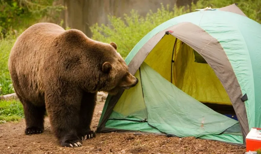 - BIS Safety Software North American Grizzly bear inspects camping tent